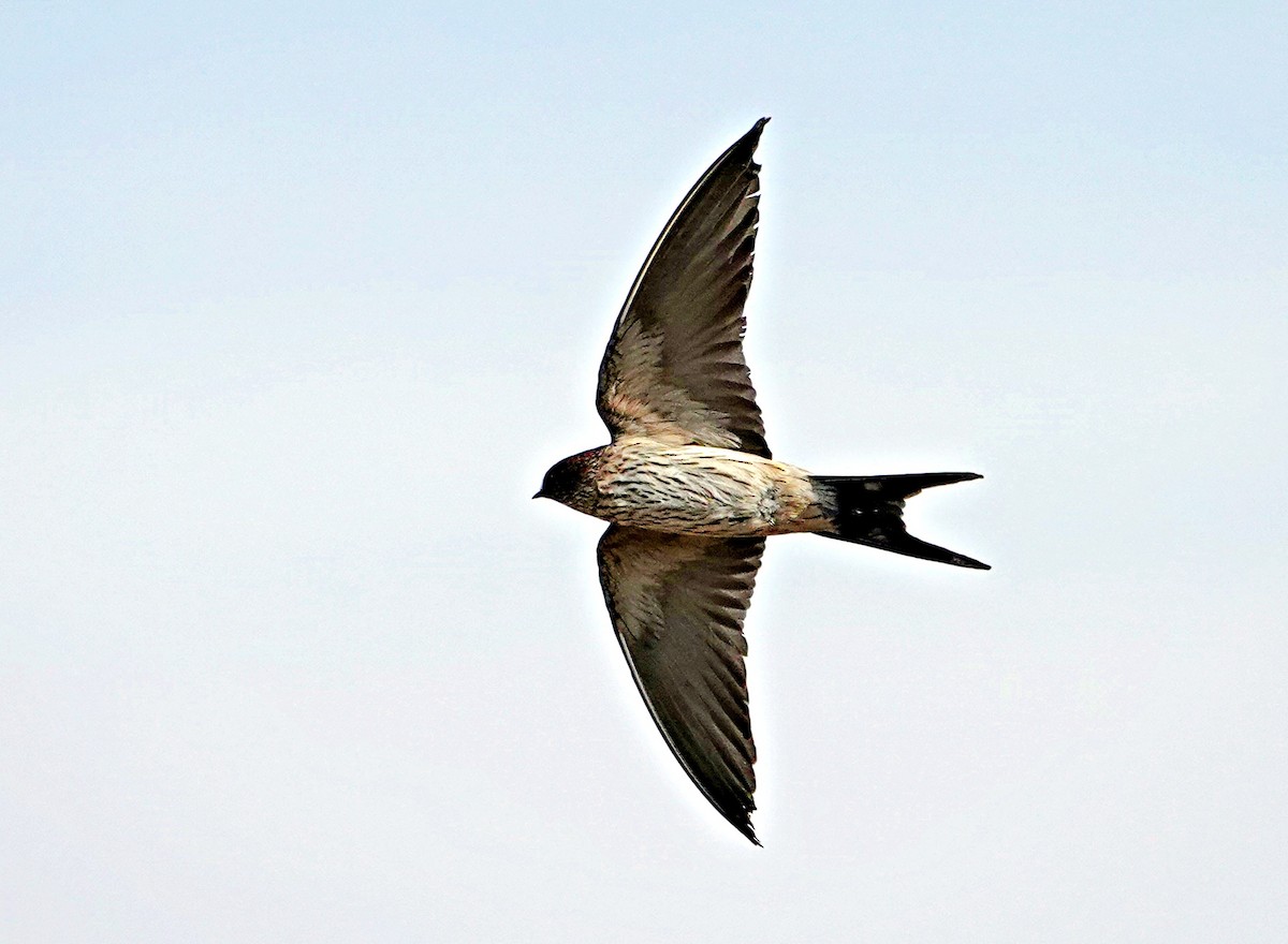 Eastern Red-rumped Swallow - ML630175788