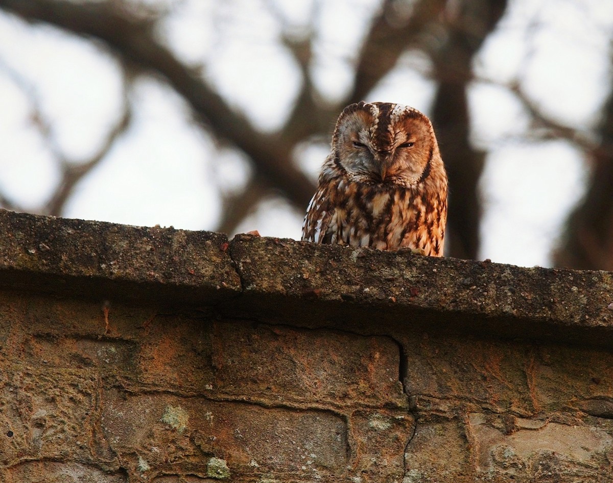 Tawny Owl - ML630175908