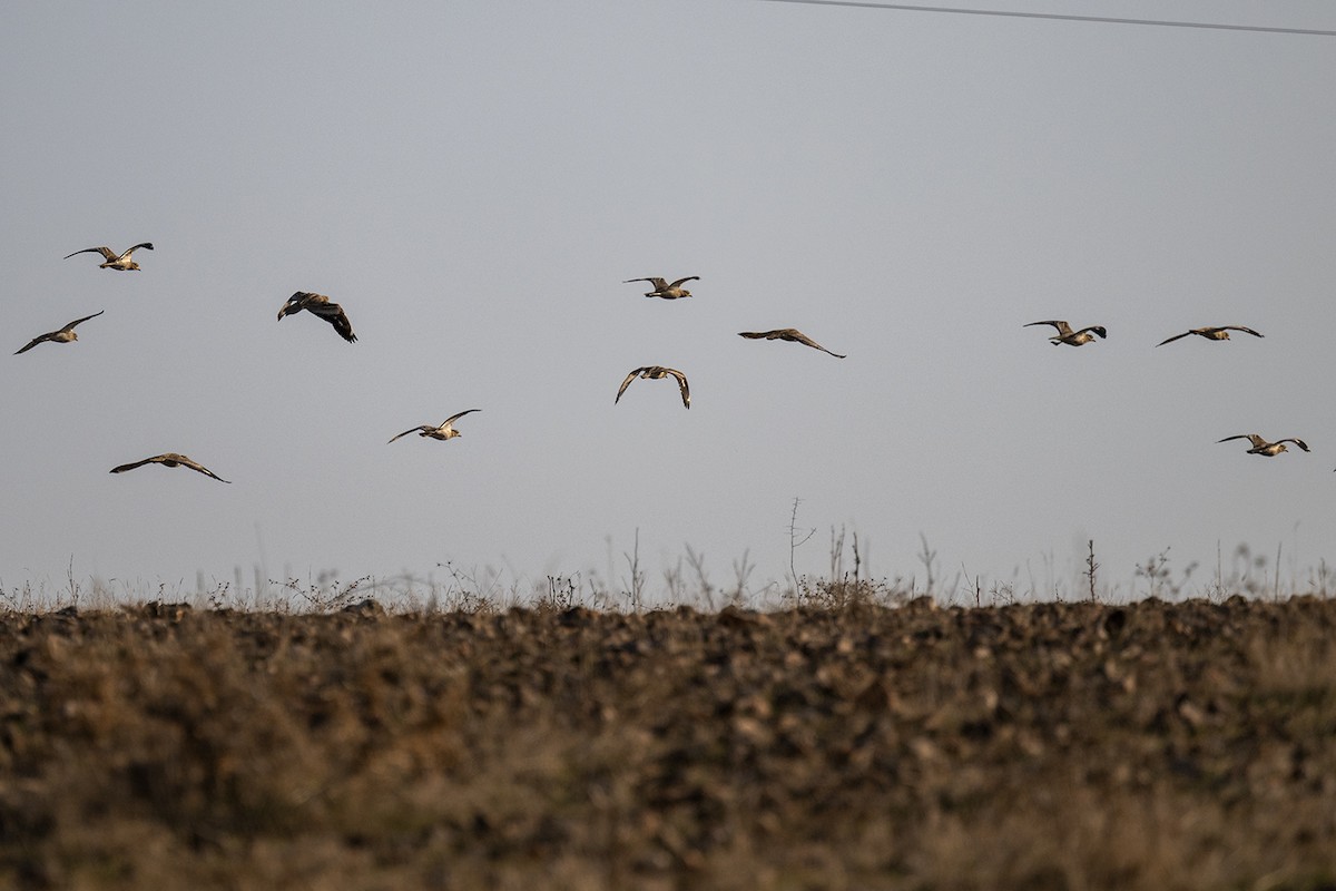 Eurasian Thick-knee - ML630175919