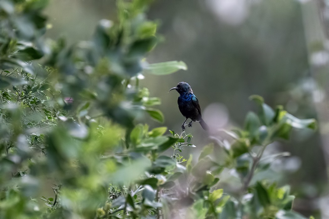 Palestine Sunbird - ML630175959