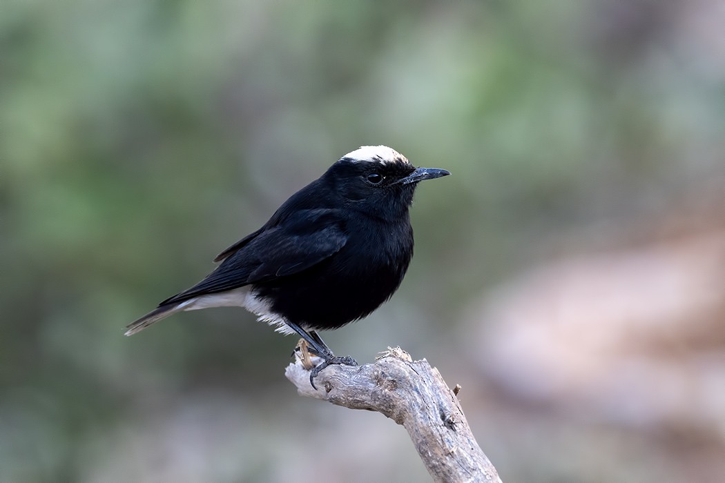 White-crowned Wheatear - ML630175962