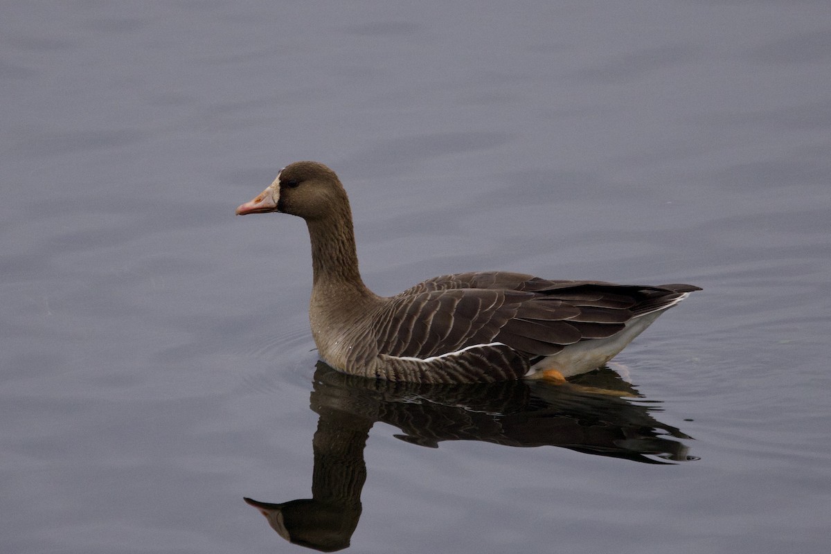 Greater White-fronted Goose - ML630176109