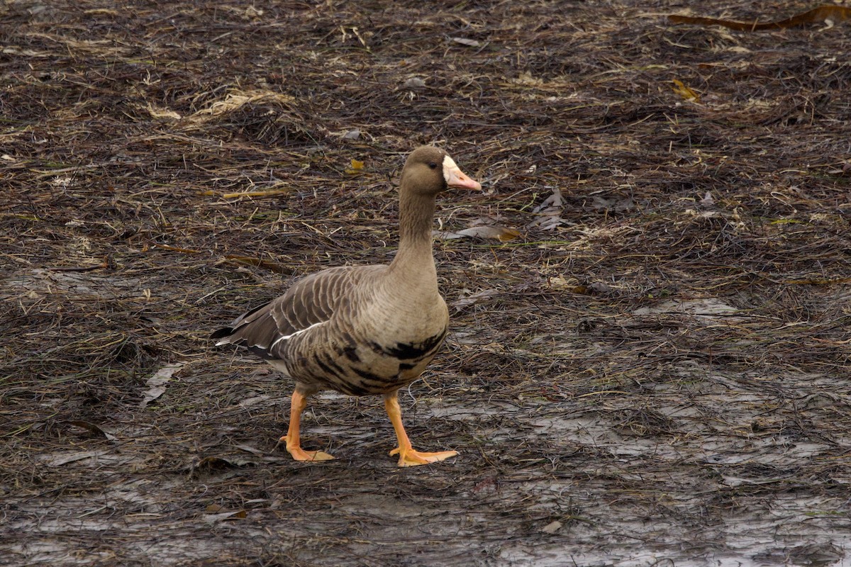 Greater White-fronted Goose - ML630176110