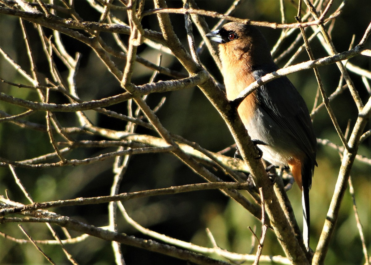 Cinnamon Tanager - Carlos Otávio Gussoni