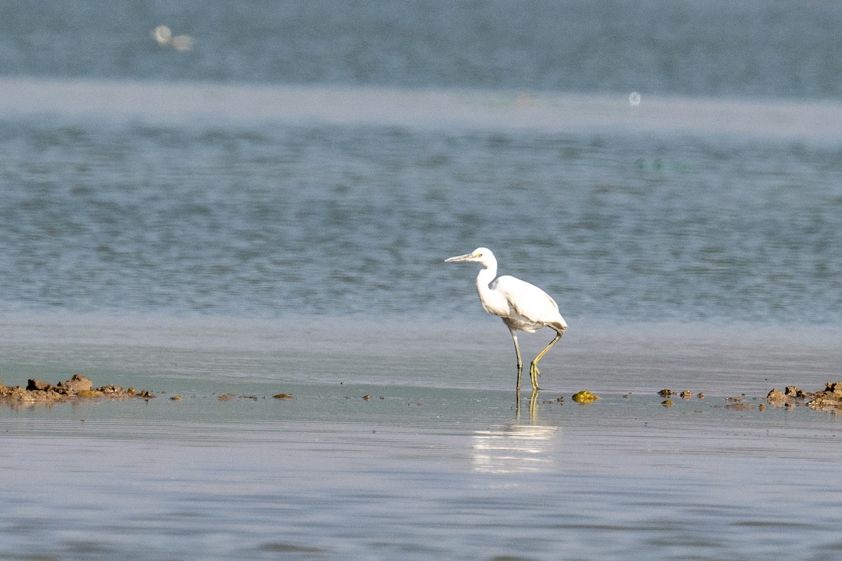 Western Reef-Heron - ML630176538