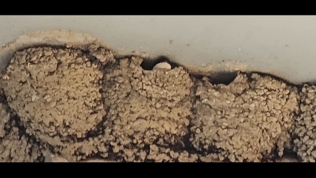 Хүрээний хараацай - ML630176549