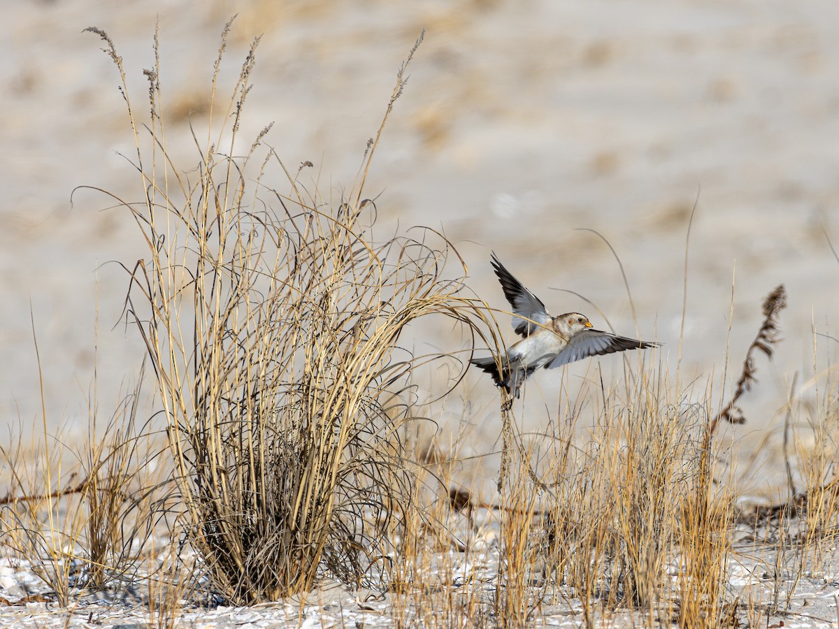 Snow Bunting - ML630176638