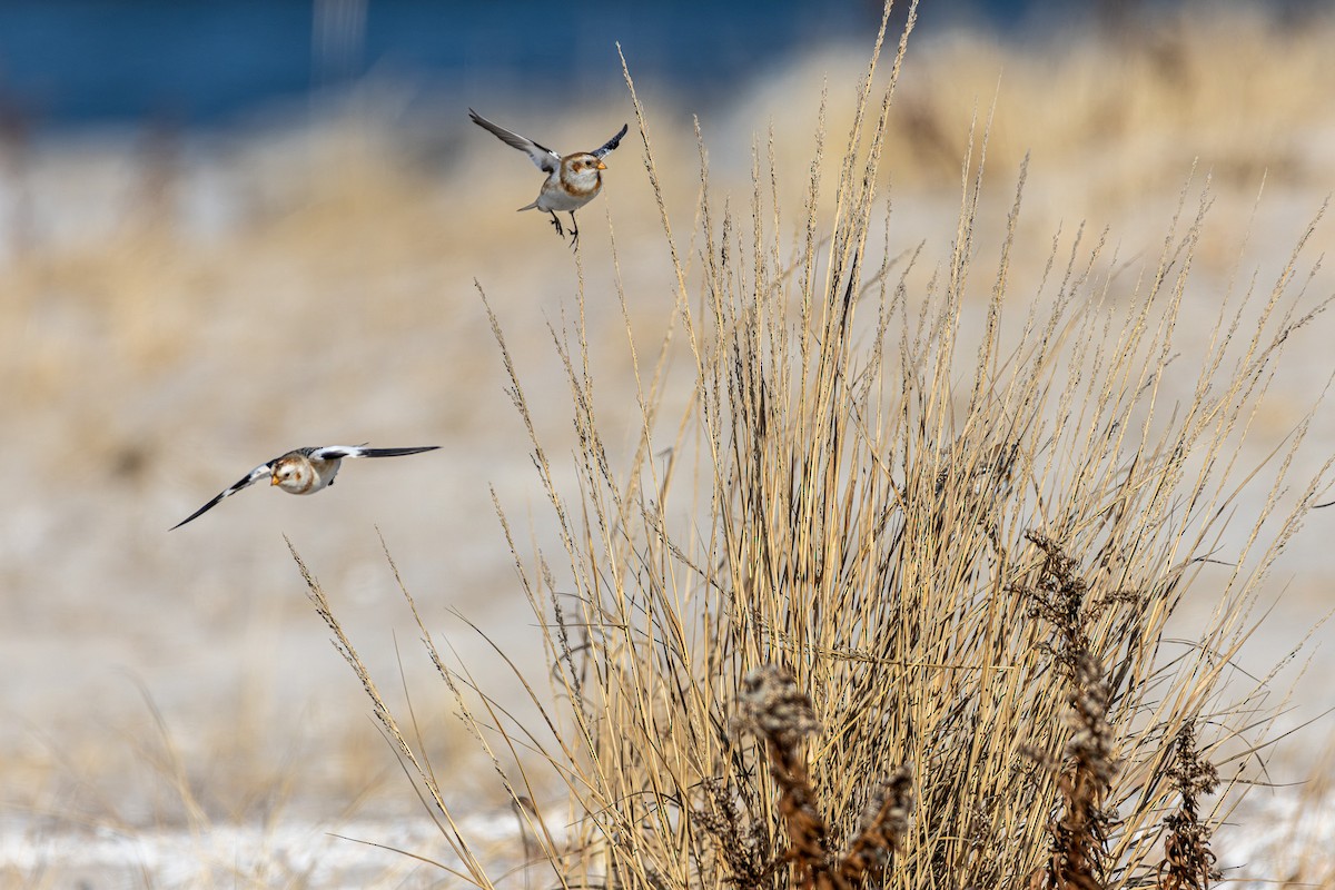 Snow Bunting - ML630176639