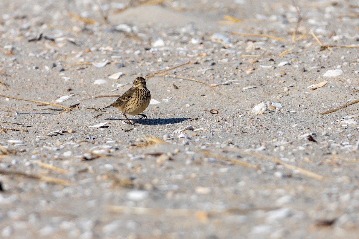American Pipit - ML630176649