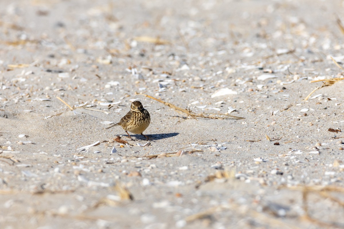 American Pipit - ML630176650