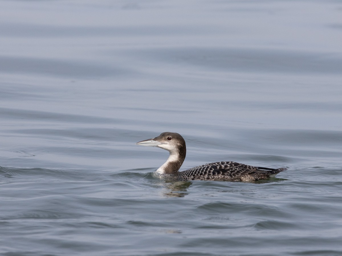 Common Loon - ML630176658
