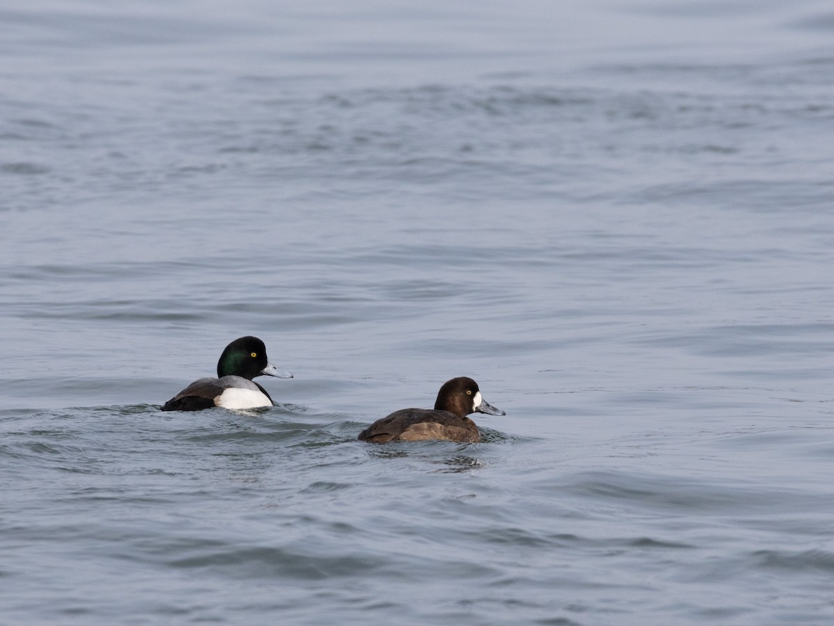 Greater Scaup - ML630176832