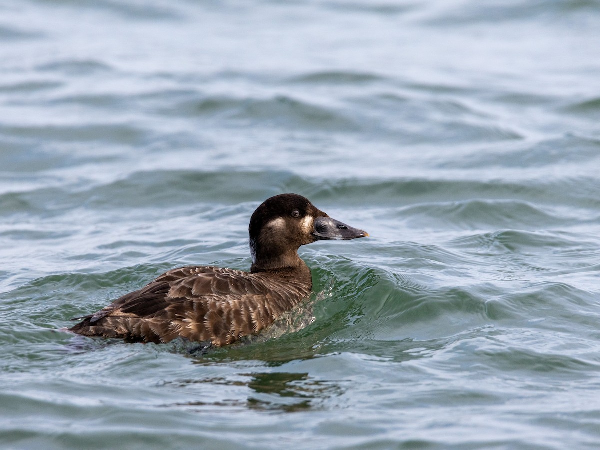 Surf Scoter - ML630176849