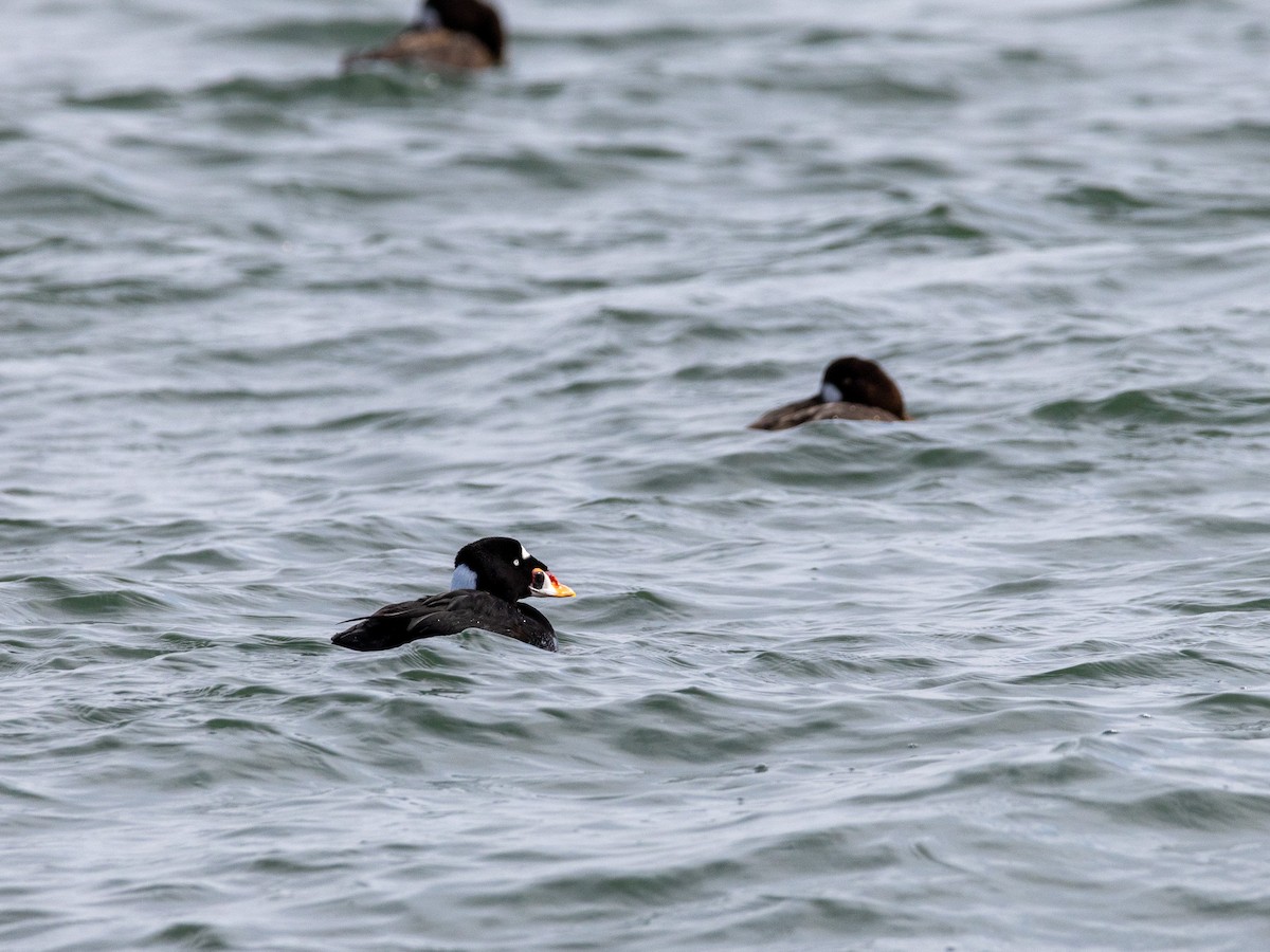 Surf Scoter - ML630176864