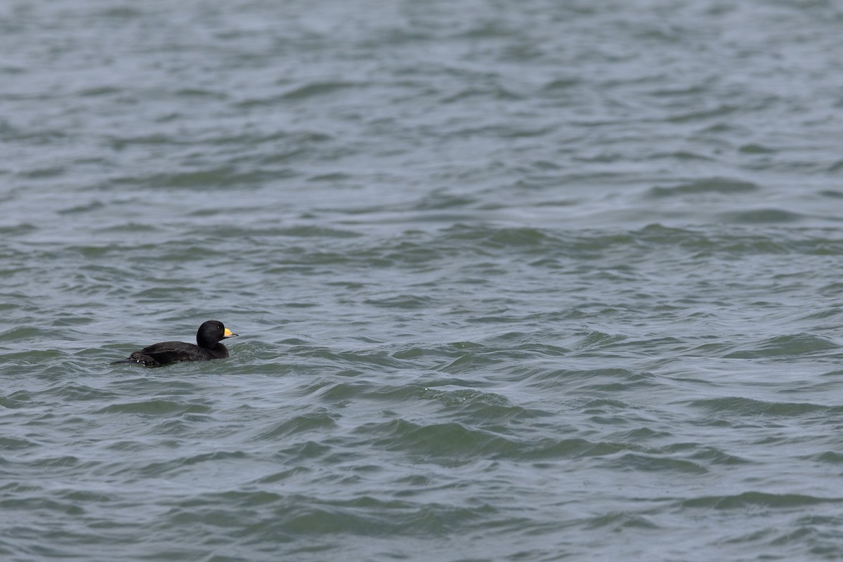 Black Scoter - ML630176879