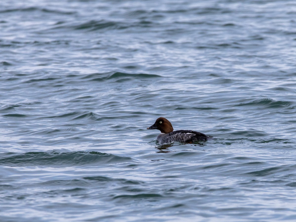 Common Goldeneye - ML630176886