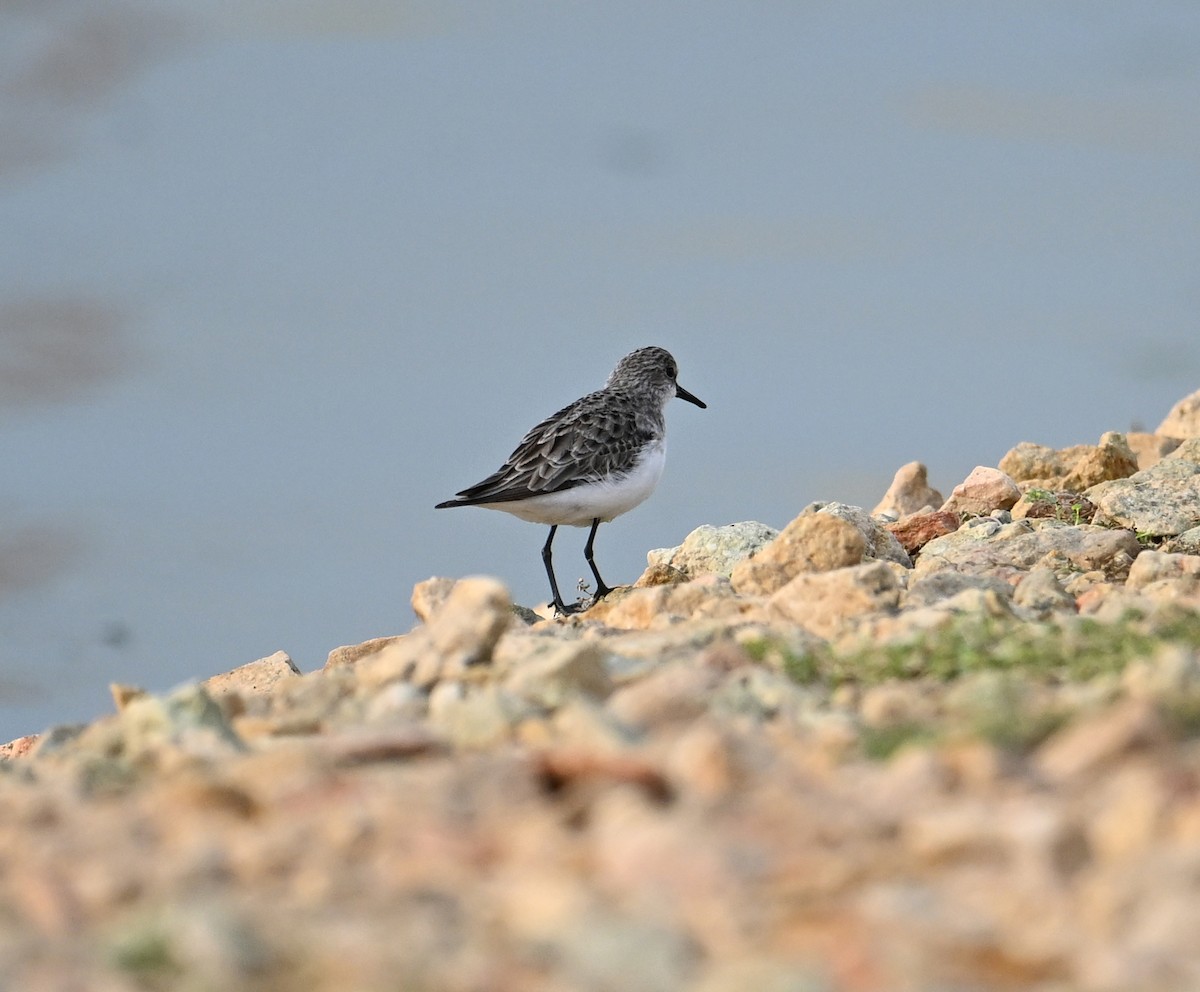 Little Stint - ML630176905