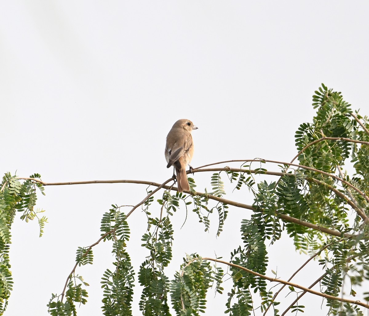 Isabelline Shrike (Daurian) - ML630176927