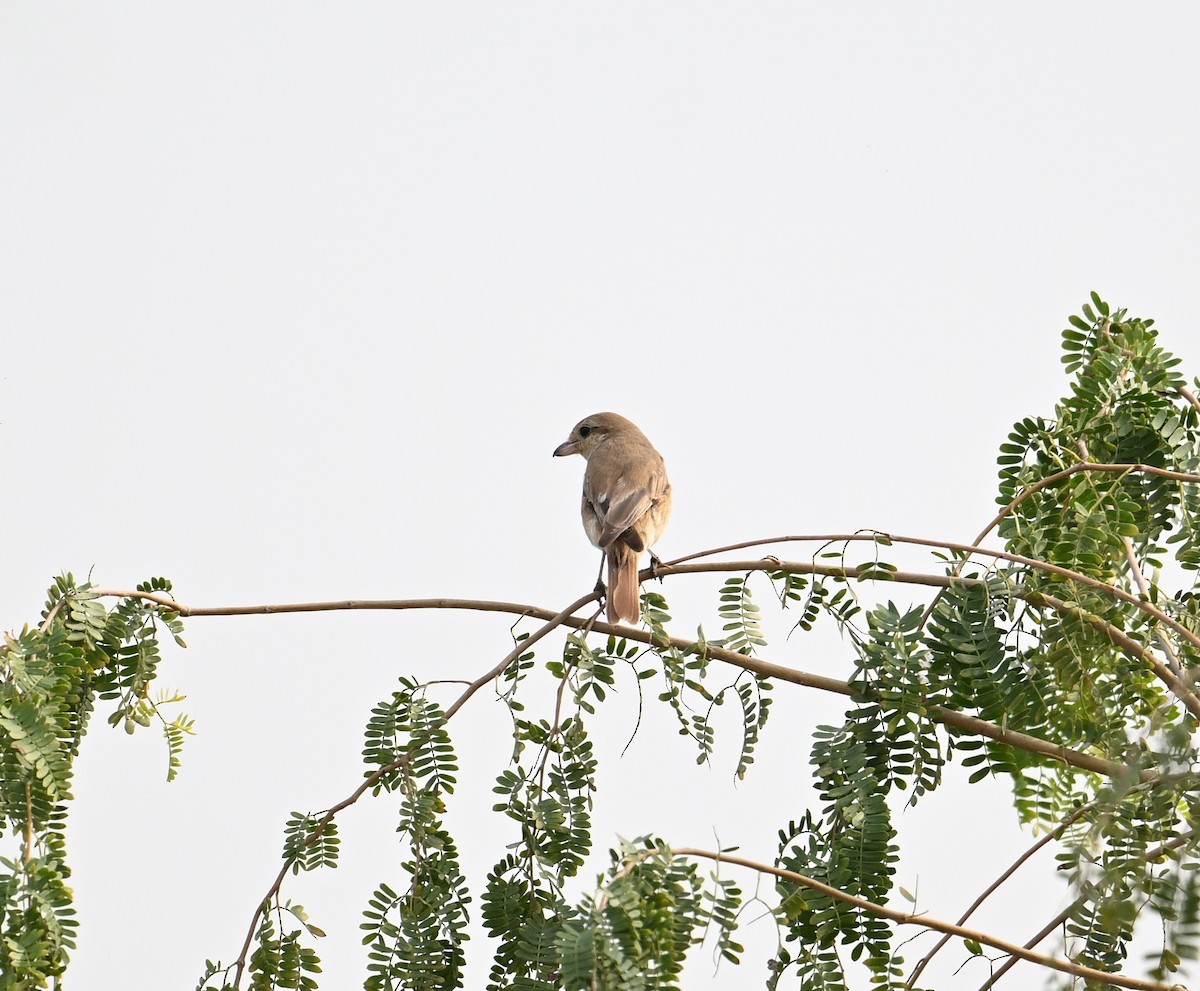 Isabelline Shrike (Daurian) - ML630176928