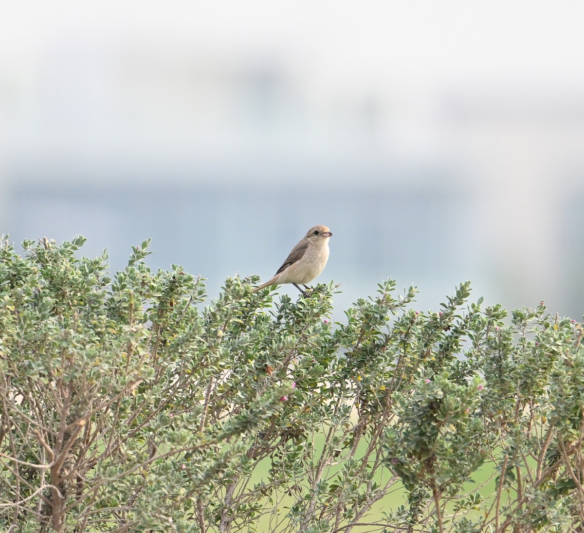 Isabelline Shrike (Daurian) - ML630176929