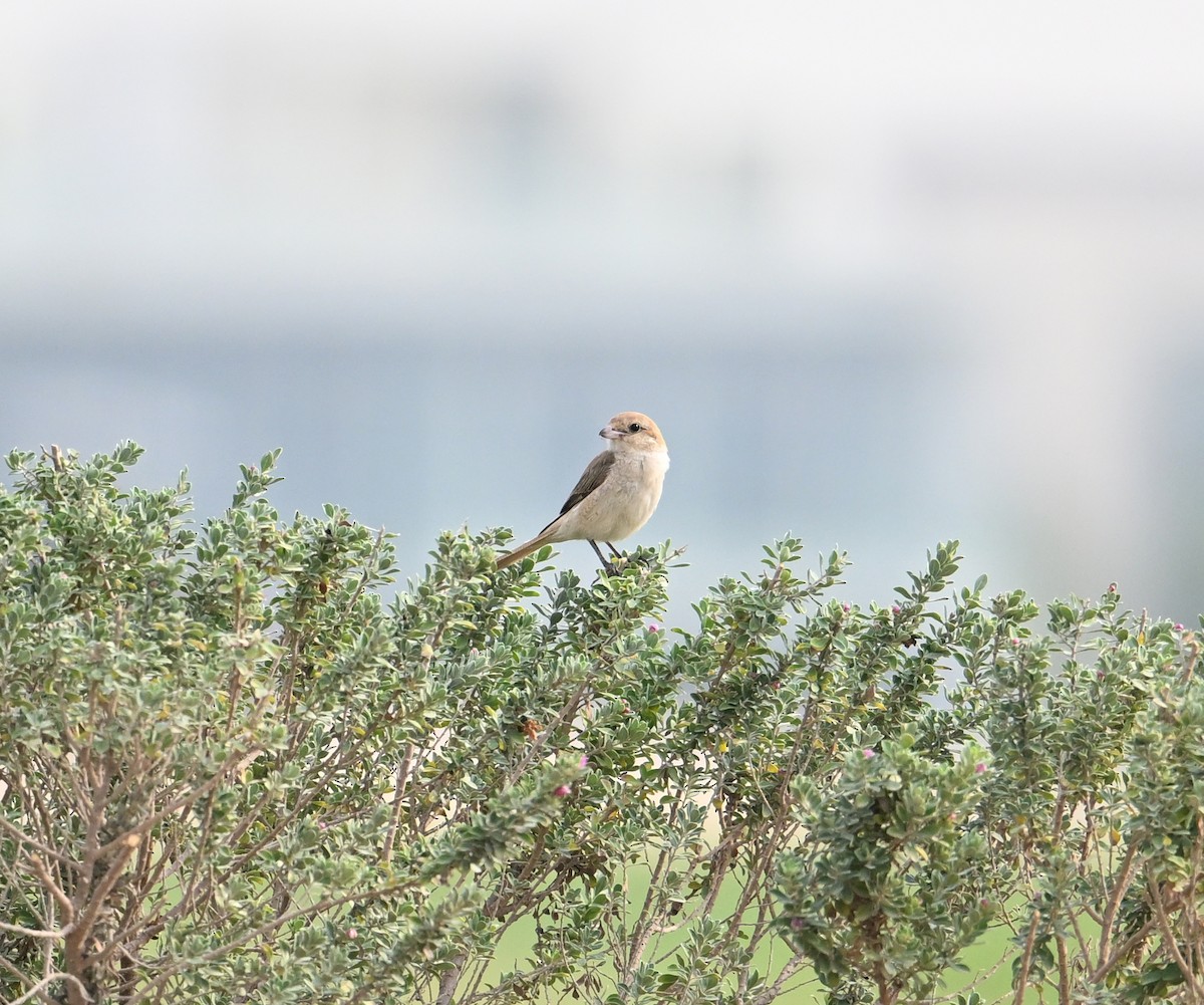 Isabelline Shrike (Daurian) - ML630176931