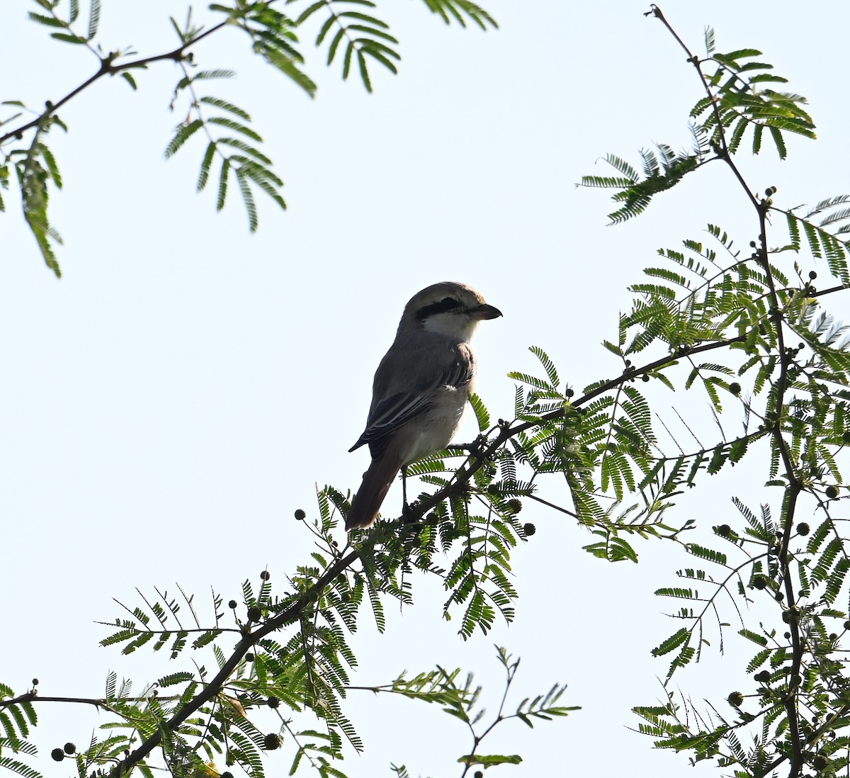 Isabelline Shrike (Daurian) - ML630176932