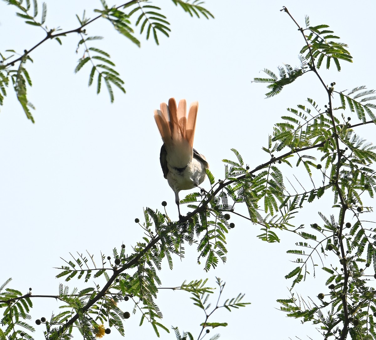 Isabelline Shrike (Daurian) - ML630176933