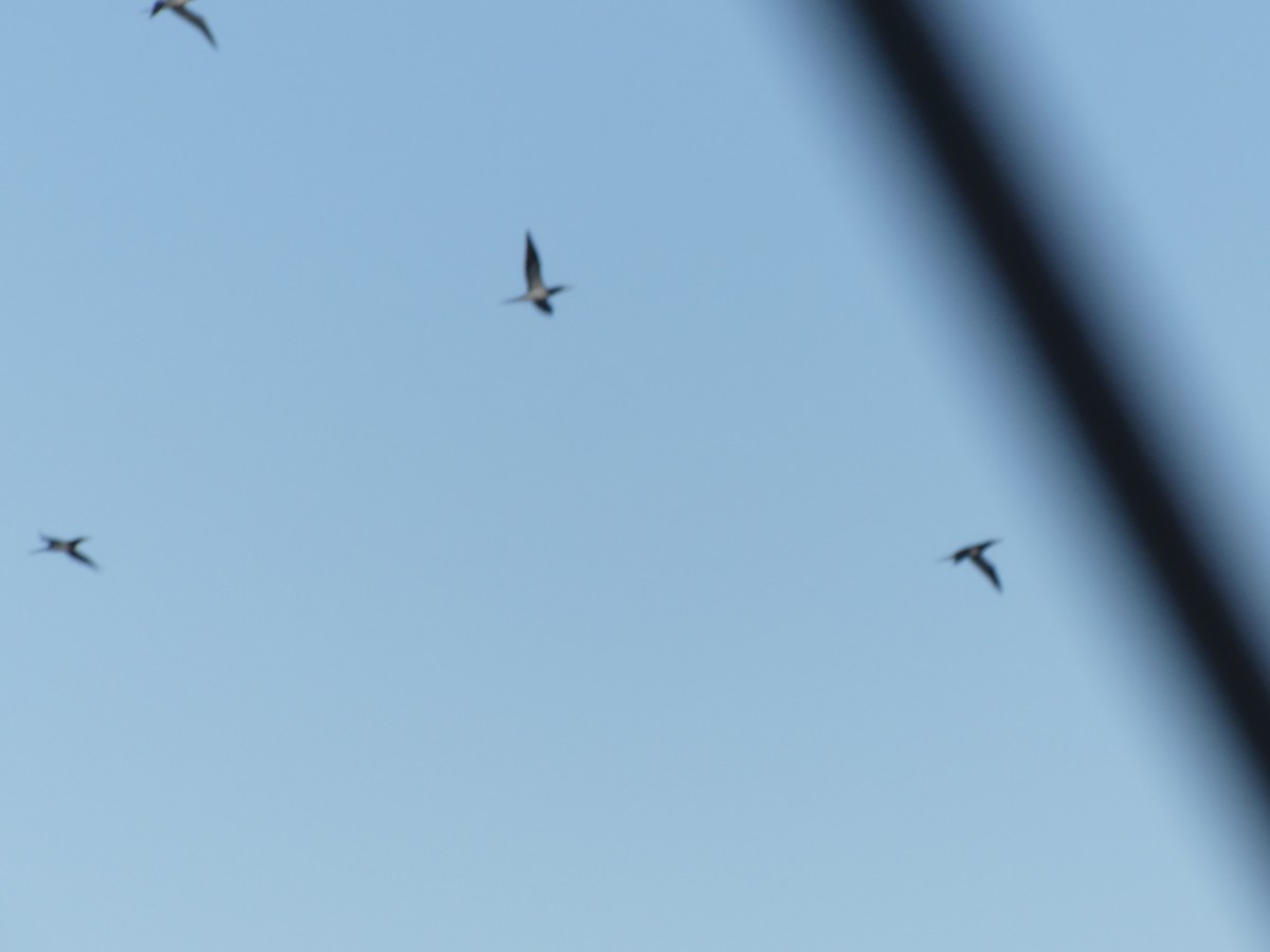 Brown Booby - ML630176964