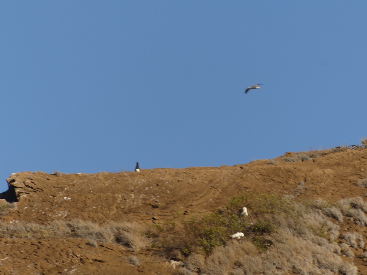 Brown Booby - ML630176966