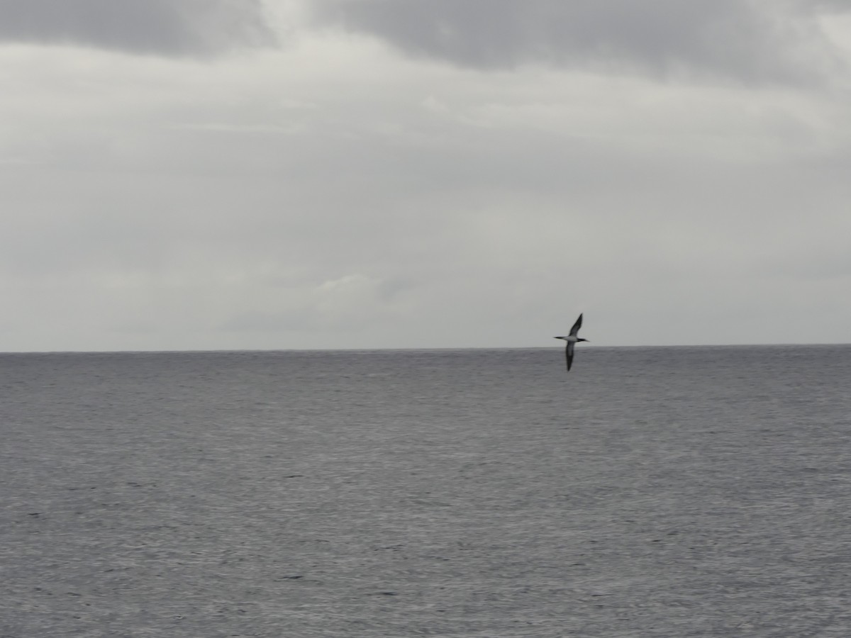 Brown Booby - ML630176967