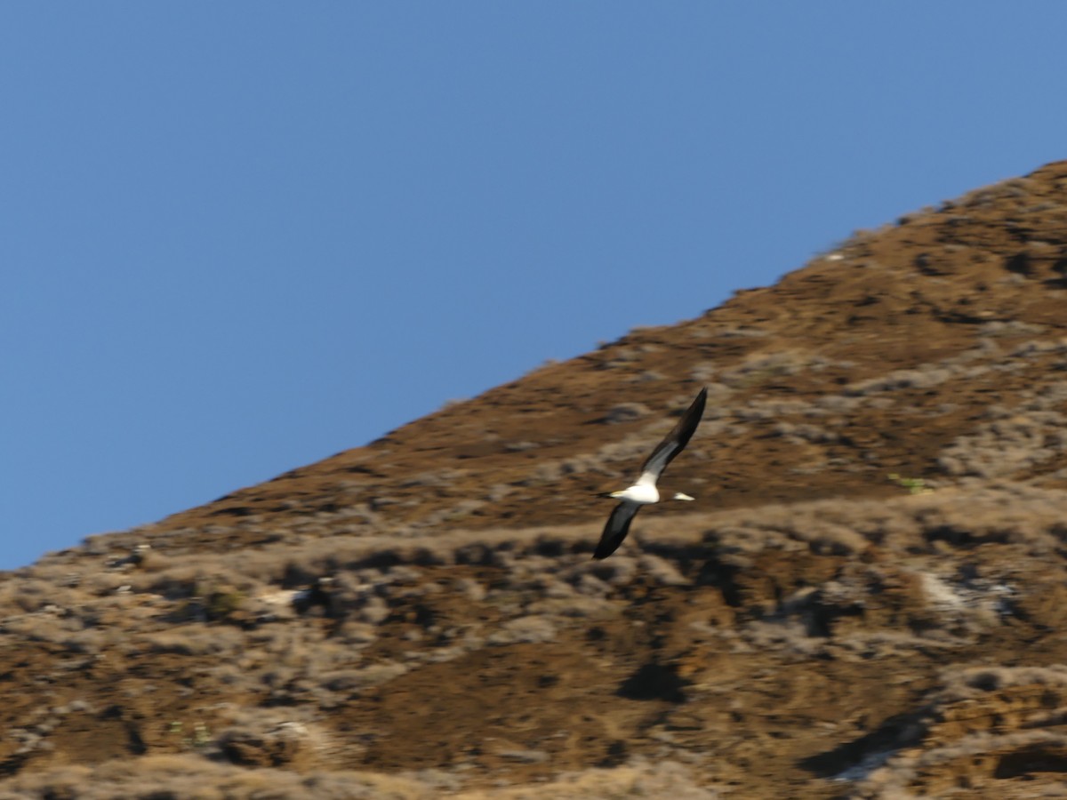 Brown Booby - ML630176968