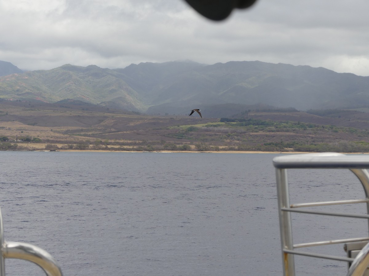 Brown Booby - ML630176969