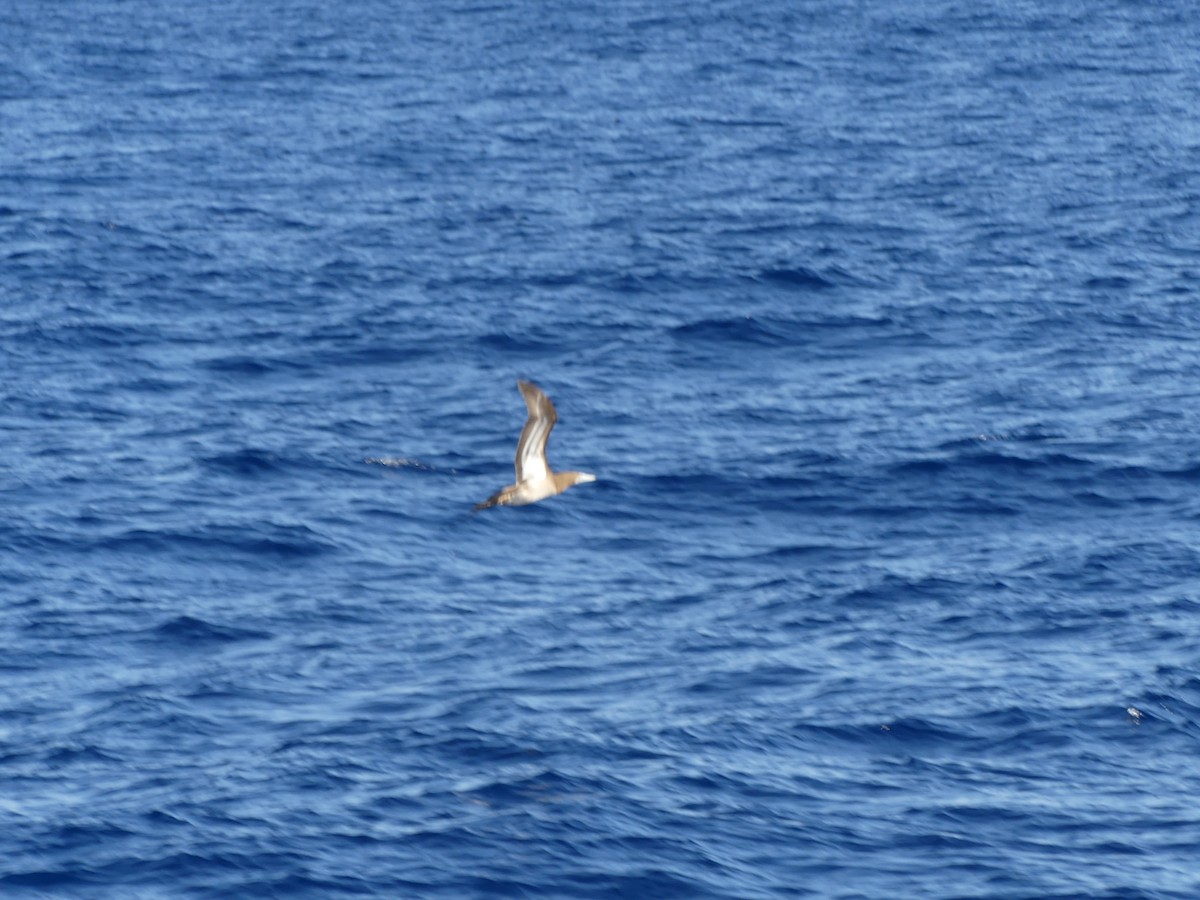 Brown Booby - ML630176970