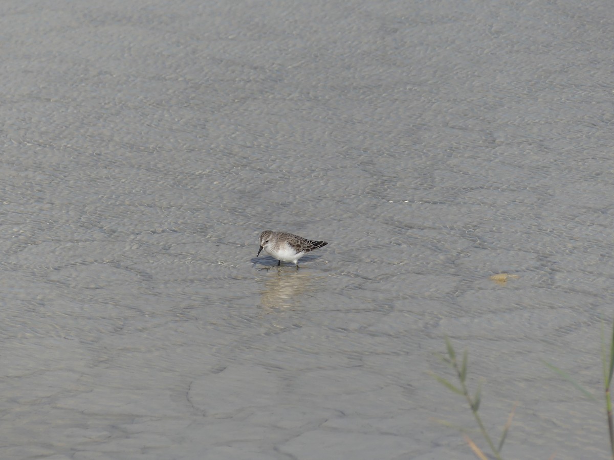 Little Stint - ML630176986