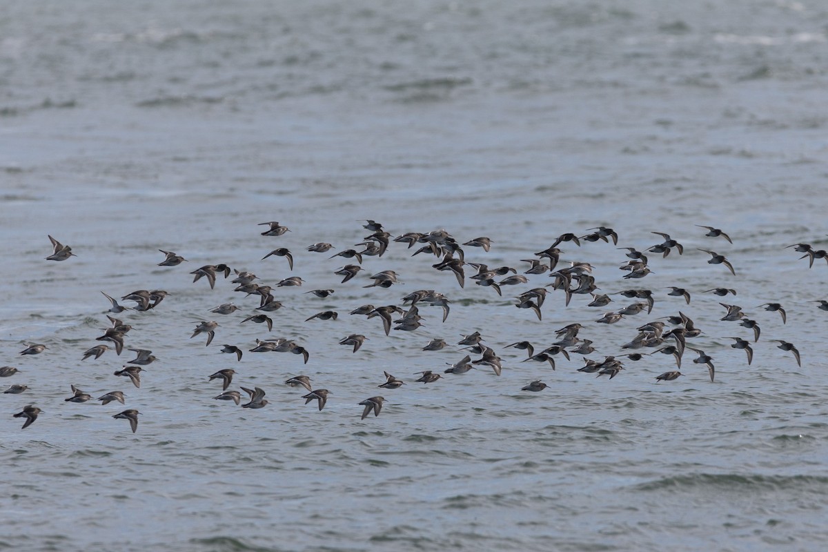 Purple Sandpiper - ML630177094