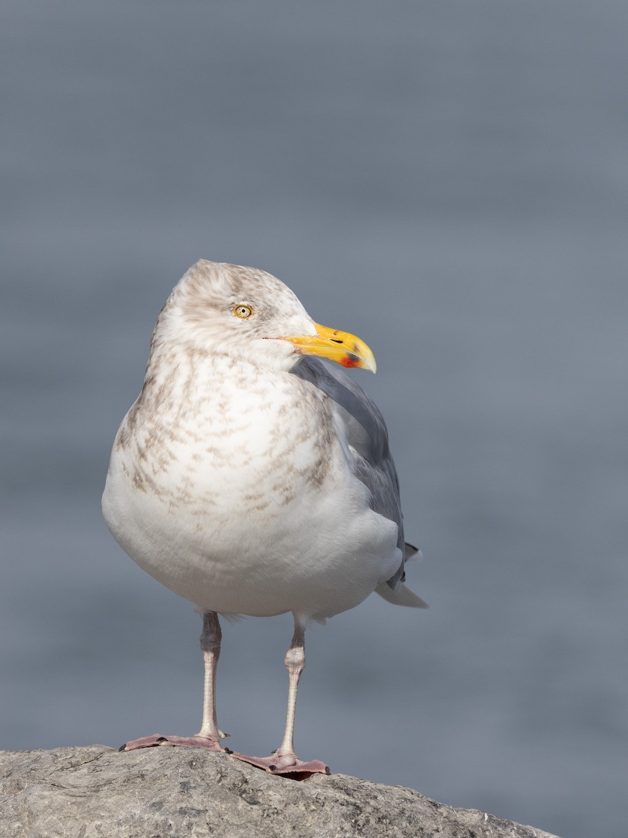 American Herring Gull - ML630177096