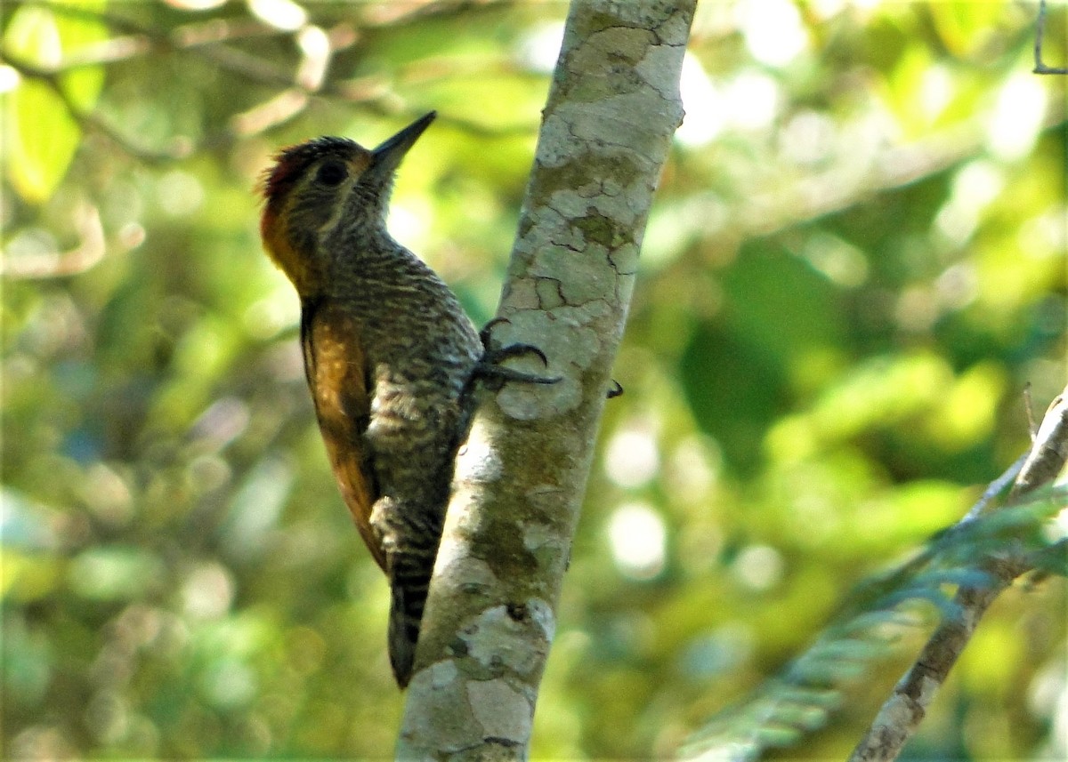 Yellow-eared Woodpecker - Carlos Otávio Gussoni