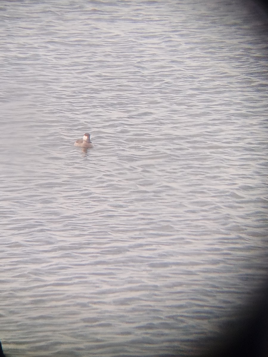 Ruddy Duck - ML630177288