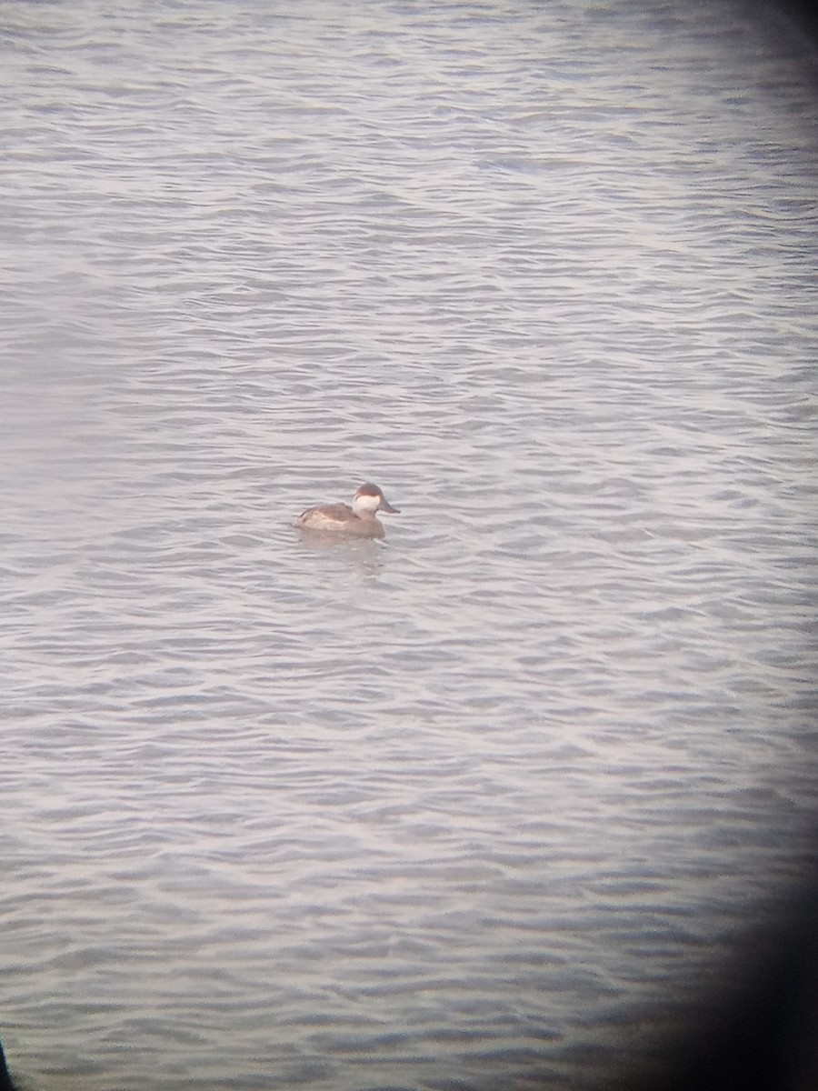 Ruddy Duck - ML630177302