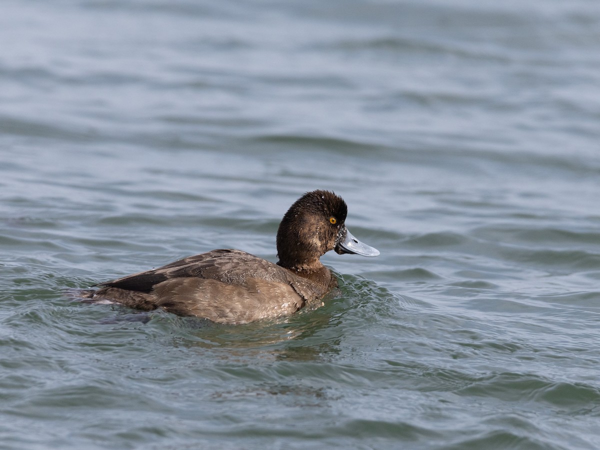 Lesser Scaup - ML630177357