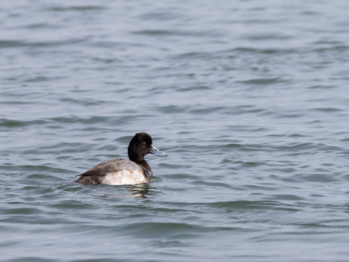 Lesser Scaup - ML630177358