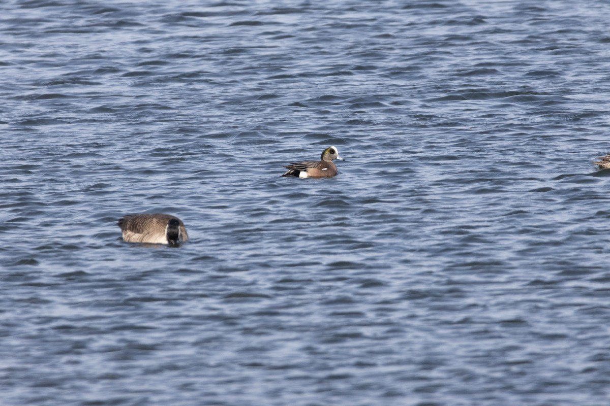 American Wigeon - ML630177369