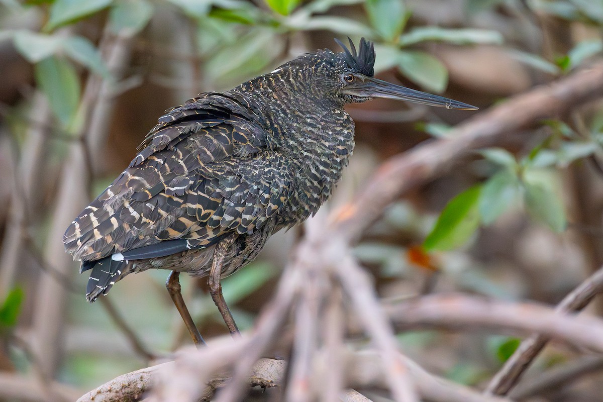 White-crested Tiger-Heron - ML630177376