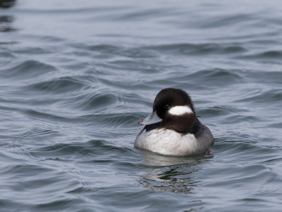 Bufflehead - ML630177404