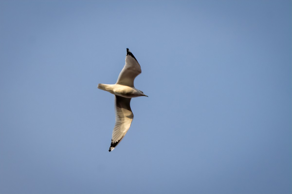 Ring-billed Gull - ML630177423