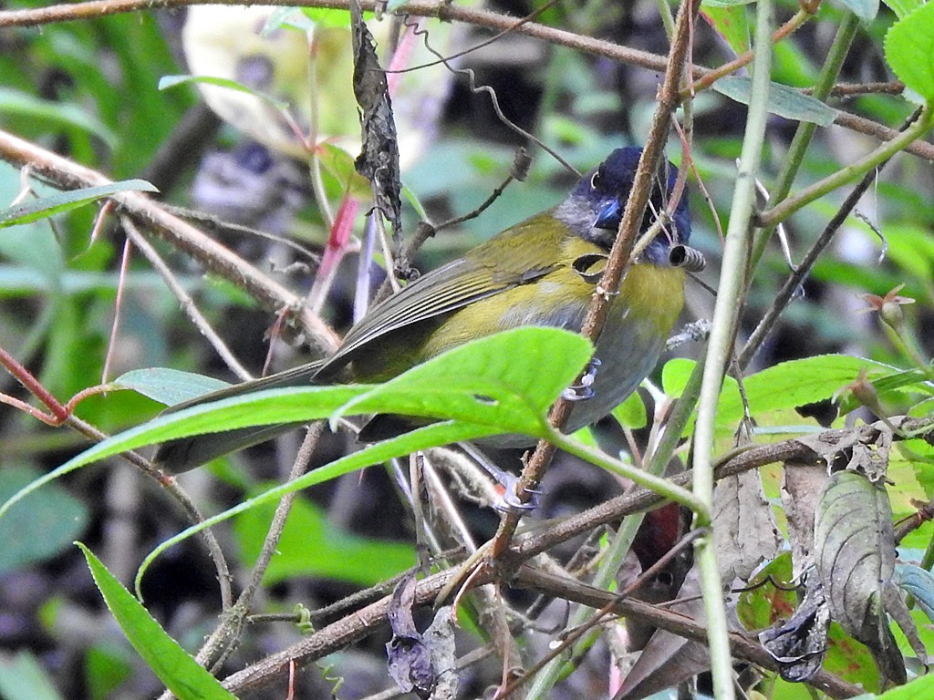 Common Chlorospingus (Northern Andes) - ML630177459