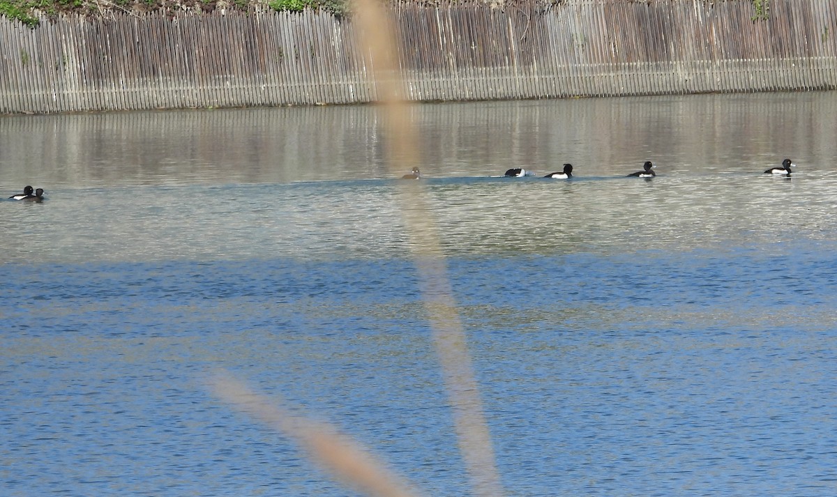 Tufted Duck - ML630177570