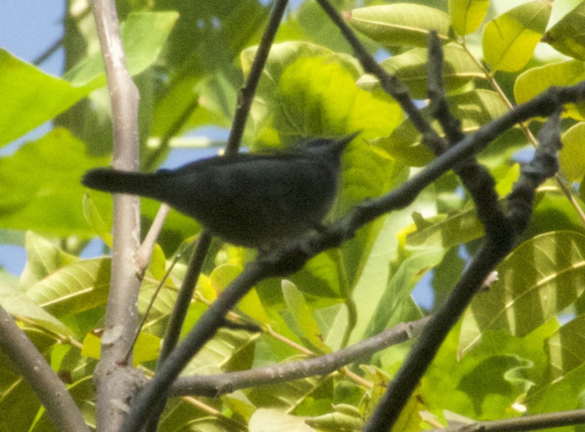 Golden-winged Warbler - ML630177573