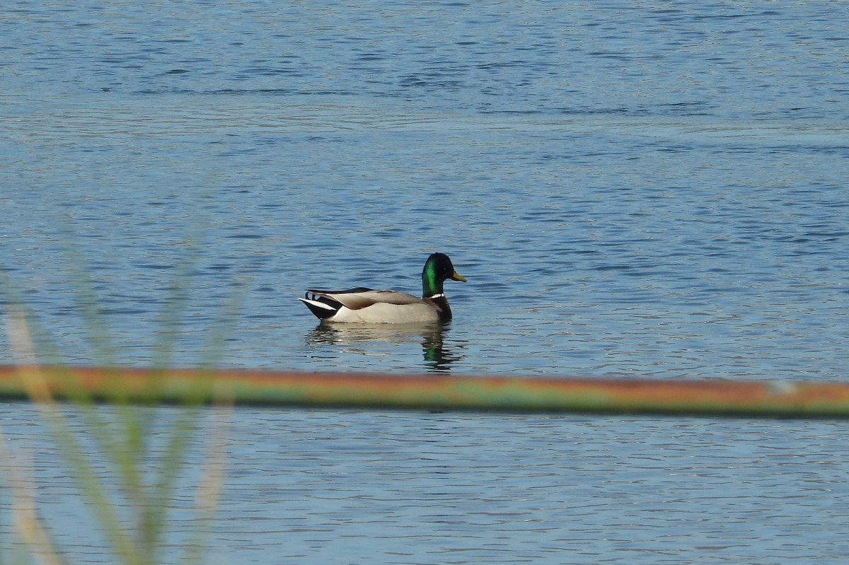 Mallard - ML630177583