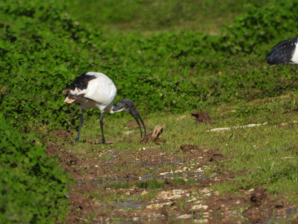 African Sacred Ibis - ML630177609